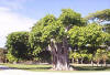 Banyan Hypnosis Center Tree