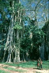 Children under the Banyan Tree