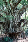 A Banyan Tree showing its layered Roots