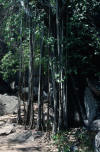 Banyan Tree with Long Roots