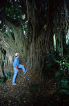 Man under a Banyan Tree