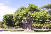 The Banyan Tree